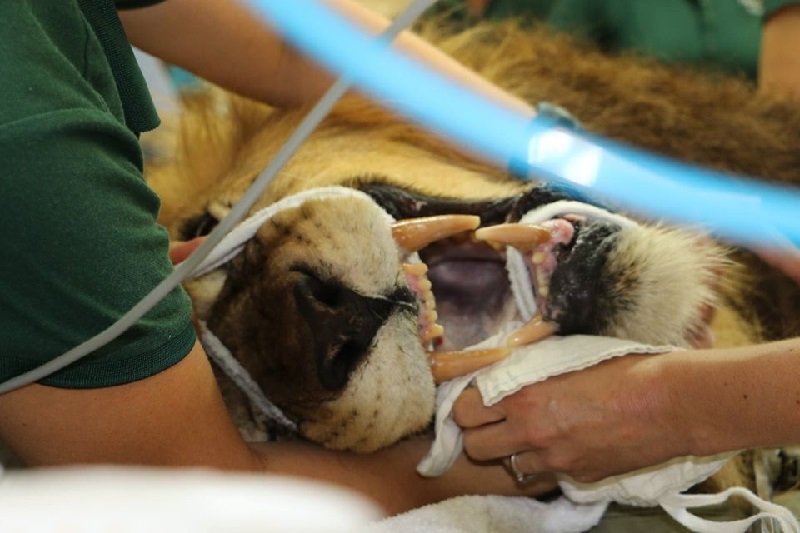 Veterinarians Perform Tooth Extraction on 408-Pound Lion