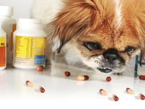 Rapid Growth Seen For Pet Health Insurance