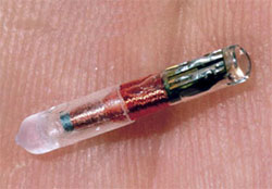 American Kennel Club Expands Microchip Options For Veterinarians