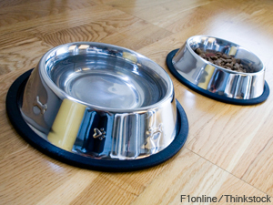 Biotech Company Tests Anti-Plaque Water Additive For Pets