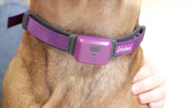 PetPace Plays Role in Research Into Epilepsy