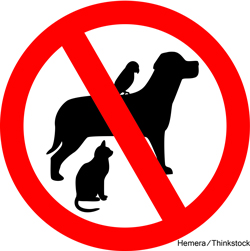 American Humane Survey Determines Why Some Don’t Own Pets