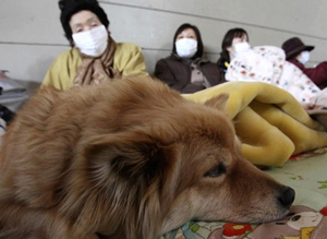 Summit In Japan Will Focus On Helping Animals Contaminated By Radiation