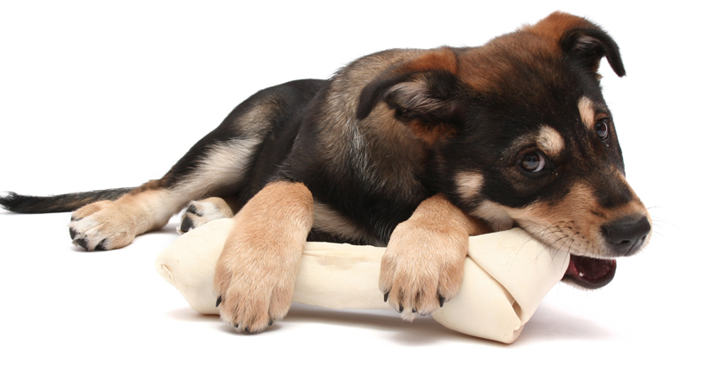 Microchips Open Murky Legal Waters, But AVMA Still Urges The Practice