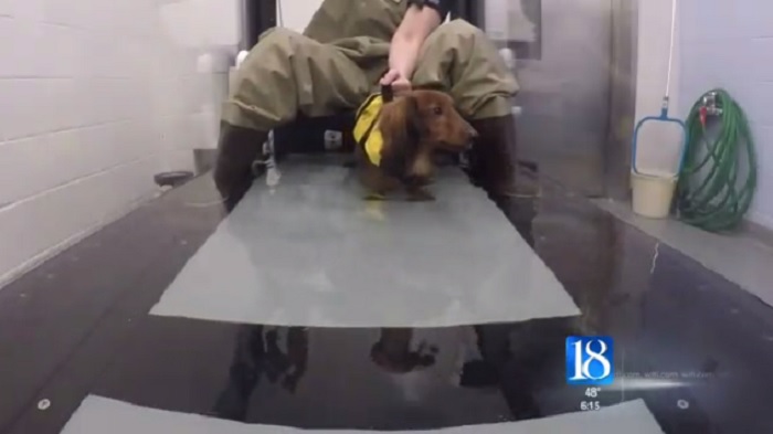 Purdue Veterinarians Now Using Underwater Treadmill to Rehabilitate Dogs and Cats