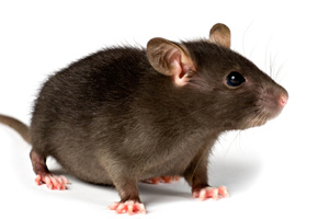 EPA Moves To Ban ‘Most Toxic’ Rodent Poisons To Protect Pets, Children