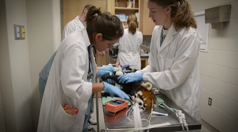 Check Out This Red Panda’s Visit to the Veterinarian