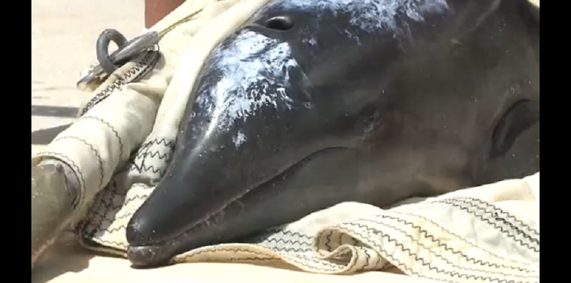 Veterinarians Treat Rescued Dolphin