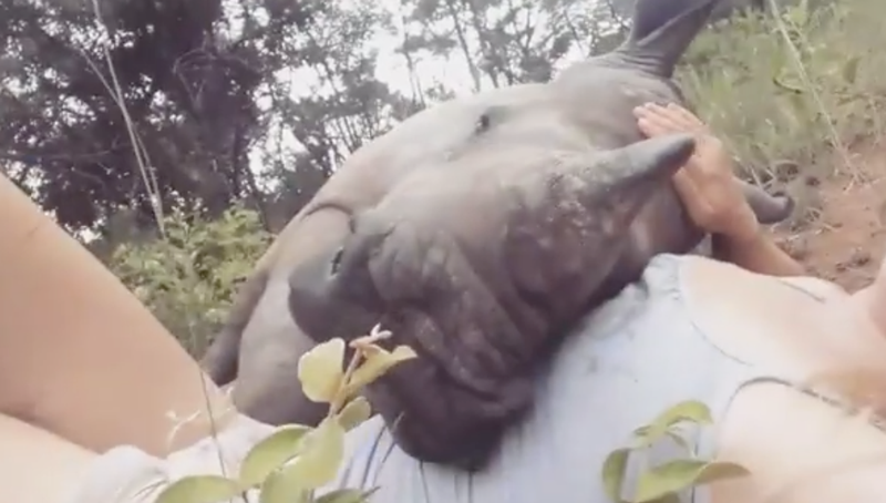 Watch This Adorable Rhino Snuggle with a Vet Nurse