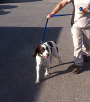 WestVet Performs First Hip Resurfacing Procedure In Dog