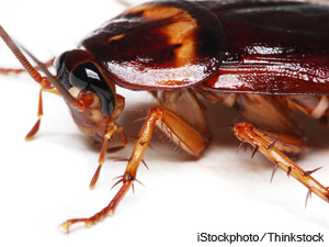 Reaction To Death At Bug-Eating Contest Varies