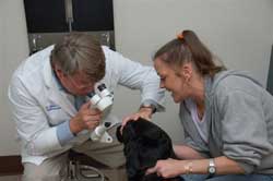 Service Dogs Qualify For Free Eye Exams In The U.S. And Canada