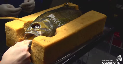 Yellow Rockfish Fitted with Prosthetic Eye