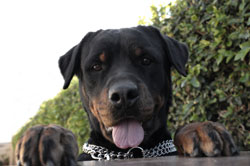 Samples Still Needed For Rottweiler Heart Disease Study