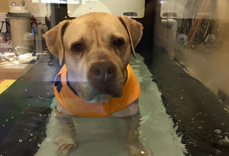 Dog Found Shot, Paralyzed Makes Remarkable Recovery Thanks to Vet Physiotherapist