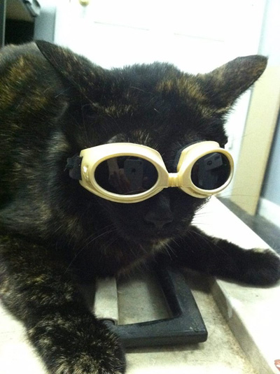Veterinarian Wants to Help Cat Who is Allergic to Her Teeth