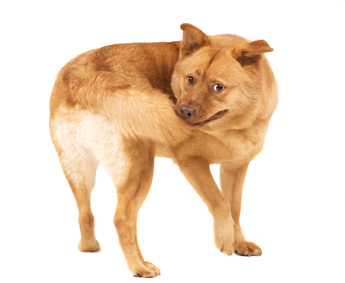 Animal Allergy Firm Bio-Medical Merges With ALK