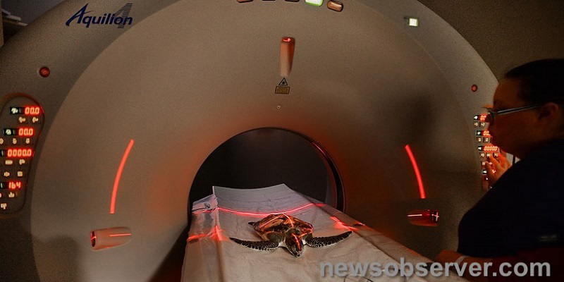 Veterinary Hospital Cares for Three Sea Turtles