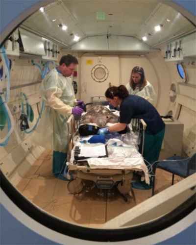 Sea Turtle Undergoes Hyperbaric Therapy