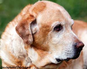 Bond And Beyond Bonus Content: A Brief History Of The Veterinary Hospice Movement