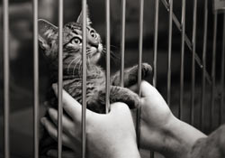 Study Finds 10% Of Pet Adoptions Fail Quickly