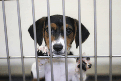 Most Shelters Don’t Make Vet Recommendations, According To Survey