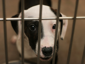 Nearly Half Of Young Adults Prefer To Buy Pet Rather Than Adopt