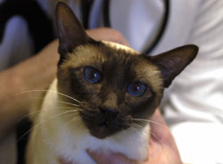 Feline Stem Cell Research Gets Boost With New ‘Frankie’s Fund’