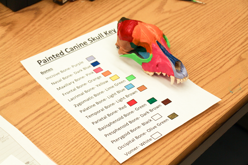 Illinois Vet College Enhances Anatomy Class with Painted Skulls