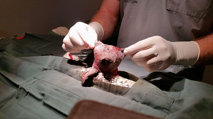 Veterinarian Removes Purple Teddy Bear From Snake