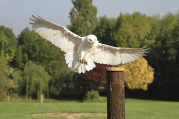 Treating Wildlife In The Concrete Jungle