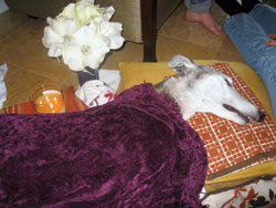 Bonding With Patients, Veterinarians