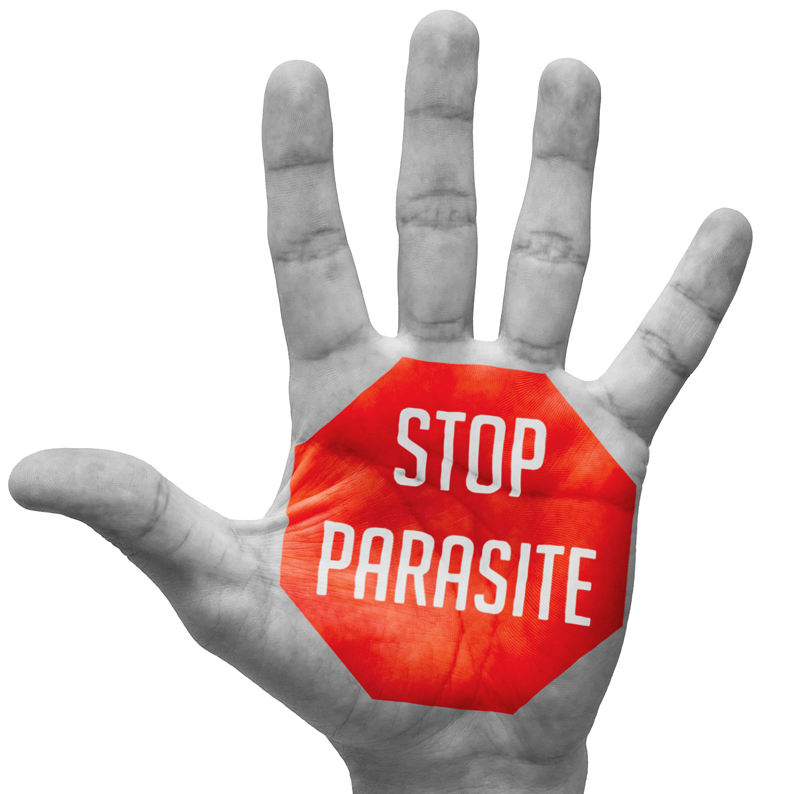 Survey: Clients Want to Know About Parasites