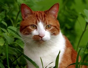 Elanco Launches Flea Control Product Just For Cats