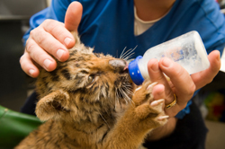 Veterinary Symposium To Feature Wildlife Biologist Jeff Corwin