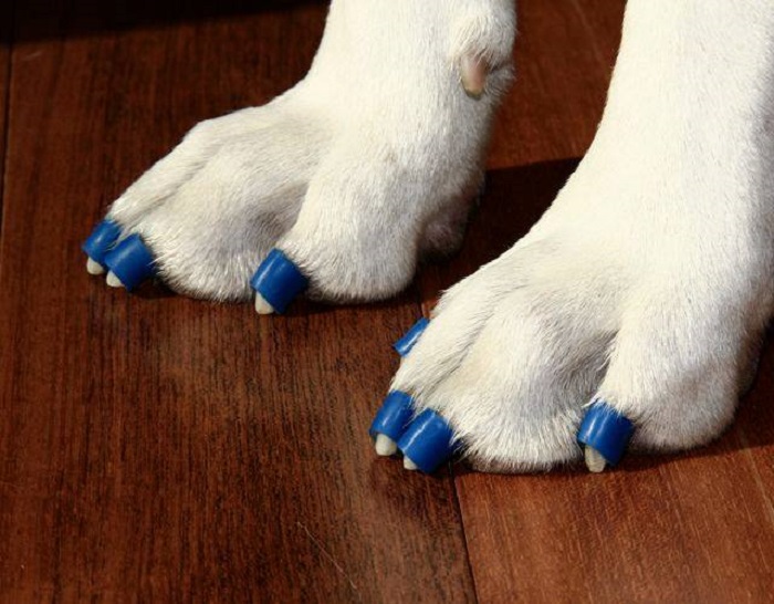Veterinarian Creates Way to Make Senior Dogs’ Lives a Little Easier