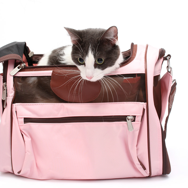 Top 10 Vet Visit Reasons For Dogs And Cats