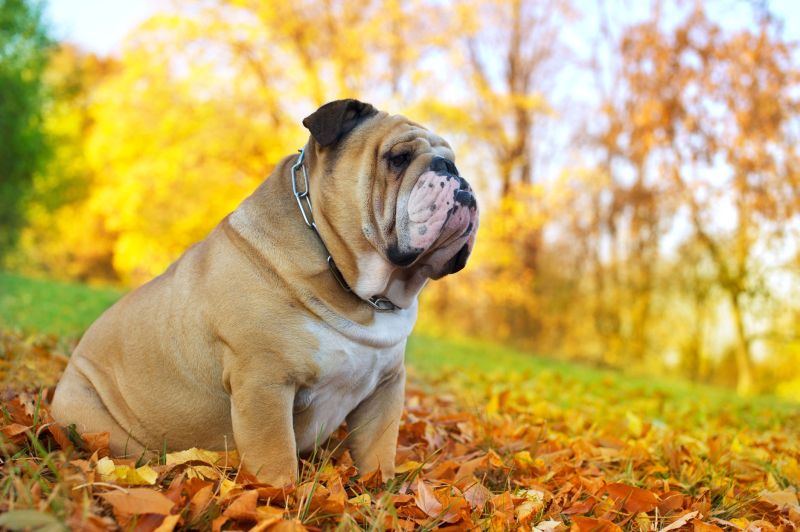 Liposuction For Pets: Procedure Becoming Increasingly Popular