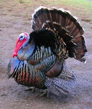 Western Milling Recalls Some Turkey Feed