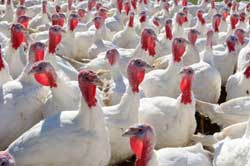 AVMA: Presence Of H1N1 Identified In Turkey Flock