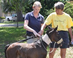 Foal Birth Marks Cloning Advancement