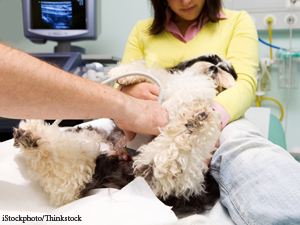 MedPro Launches Veterinary Division And Transducer Repair Lab