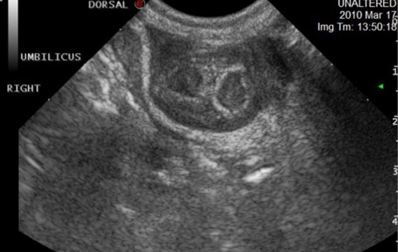 Texas A&M to Host Ruminant Ultrasound Workshop