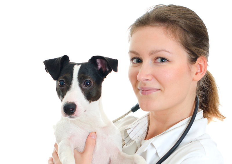 U.K. Vet Industry Sees Historic Changes