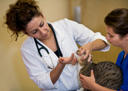 AVMA Reveals Trends In Veterinary Medicine, Pet Care