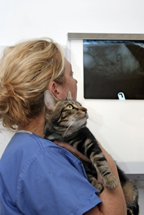 Veterinarians Rank No. 51 On Job List