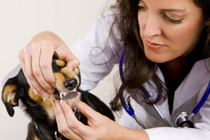 Only 38% Of Vet Clinics Operating At Full Capacity