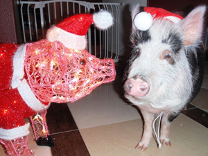 VPI To Open Voting For Most Unusual Pet Insurance Claim Of 2012
