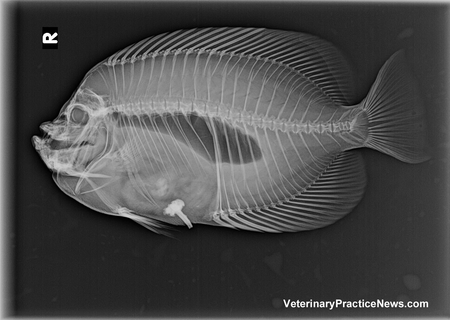 "They Ate What?!" People's Choice X-Ray Contest