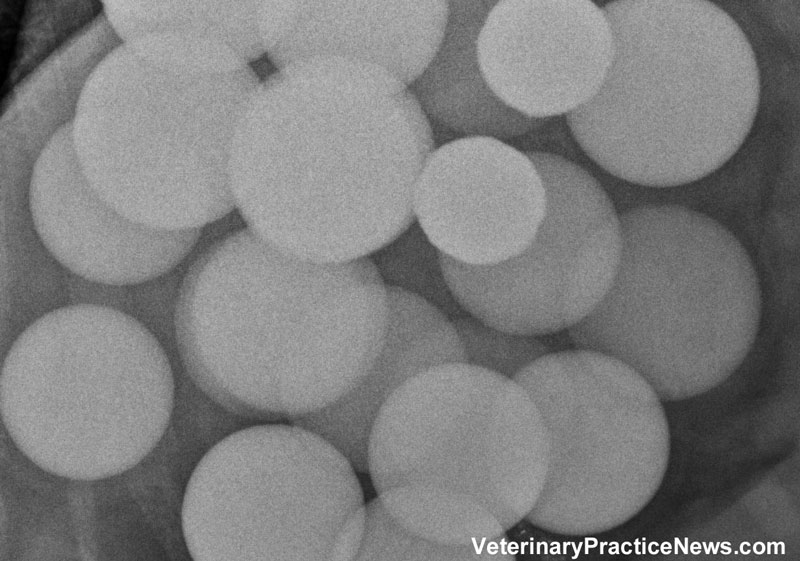 Behind the X-ray: One Dog, 26 Golfballs